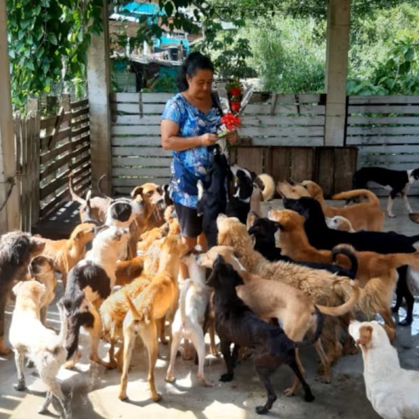 Nos ajude na compra de Ração e cuidados para nossos animais